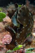 Aplysia&nbsp;punctata